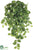 Pothos Hanging Vine Plant - Green - Pack of 12