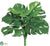 Giant Split Philodendron Bush - Green - Pack of 12