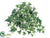 Sage Ivy Hanging Plant Bush - Green White - Pack of 24