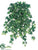 Sage Ivy Hanging Plant Bush - Green Two Tone - Pack of 12