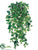 Philodendron Vine Hanging Plant - Green Two Tone - Pack of 6