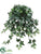 Medium Sage Ivy Hanging Bush - Green Two Tone - Pack of 12