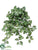 Medium Syngonium Hanging Bush - Green - Pack of 12