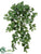 Medium Pothos Hanging Bush - Green Two Tone - Pack of 6