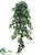 Medium Philodendron Hanging Bush - Green Two Tone - Pack of 6