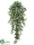 Medium Syngonium Hanging Bush - Green - Pack of 6