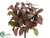 Laurel Leaf Bush - Burgundy Green - Pack of 12