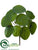 Watercress Leaf Bush - Green - Pack of 12