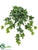 Ivy Leaf Bush - Variegated - Pack of 12