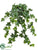 Ivy Leaf Bush - Variegated - Pack of 6
