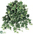 Ivy Hanging Plant - Variegated - Pack of 12