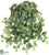 Algerian Ivy Hanging Plant - Green - Pack of 12
