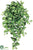 Nephthytis Hanging Bush - Green - Pack of 12