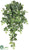 Algerian Ivy Hanging Plant - Green - Pack of 12