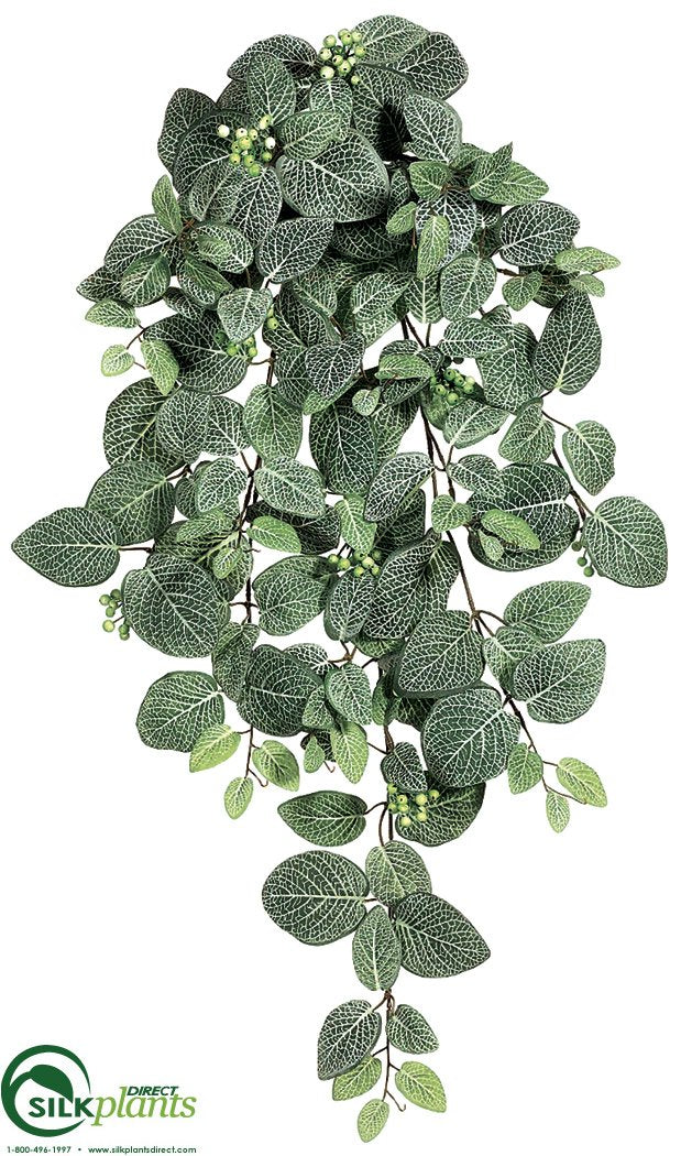 fittonia hanging plant Silk Plants Direct Fittonia Hanging Bush - Green