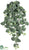 Fittonia Hanging Bush - Green - Pack of 12