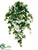 Ivy, Eucalyptus Hanging Bush - Green Two Tone - Pack of 6