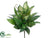 Pothos, Fern, Dieffenbachia Bush - Green Mixed - Pack of 12