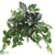 Zebra, Boston Fern, Dieffenbachia Bush - Green White - Pack of 6