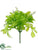 Silk Plants Direct Odorata Leaf Pick - Green - Pack of 12