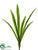 Agapanthus Leaf Plant - Green - Pack of 12