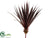 Spiky Aloe Plant - Plum - Pack of 12