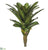 Bromeliad Leaf Plant - Green Cream - Pack of 4