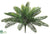 Cycas Palm Plant - Green - Pack of 12