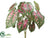 Silk Plants Direct Caladium Plant - Green Red - Pack of 12