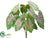 Caladium Plant - Green Pink - Pack of 12