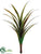 Dracaena Plant - Green Brown - Pack of 6