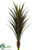 Dracaena Plant - Green Brown - Pack of 4