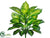 Silk Plants Direct Dieffenbachia Plant - Green Cream - Pack of 6