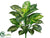 Dieffenbachia Plant - Green Variegated - Pack of 6