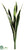 Sansevieria - Variegated - Pack of 12