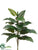 Large Philodendron Plant - Green - Pack of 12