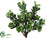 Fiddle Leaf Plant - Variegated Green - Pack of 4
