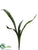 Sansevieria Plant - Green Two Tone - Pack of 12