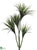 Dracaena Plant - Green Red - Pack of 4