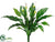 Spathiphyllum Plant - Green White - Pack of 6