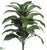 Giant Spathiphyllum Peace Lily Plant - Green - Pack of 2