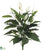 Spathiphyllum Peace Lily Plant - Green - Pack of 6