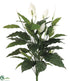 Silk Plants Direct Spathiphyllum Peace Lily Plant - Green - Pack of 6