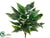Hosta Plant - Green - Pack of 6