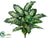 Dieffenbachia Plant - Green - Pack of 6