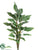 Zebra Plant - Green - Pack of 6