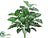 Dieffenbachia Plant - Green Cream - Pack of 6