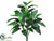 Spathiphyllum Plant - Green - Pack of 6