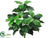 Pothos Plant - Green Cream - Pack of 6
