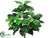 Pothos Plant - Green Cream - Pack of 6